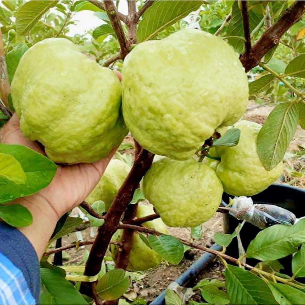 Thai Kilo Guava Plant Live, Hardy Tropical Guava Plant 3-4 Feet, Guava Fruit Tree Well Rooted in 3 Gallon Pot, No Ship to CA