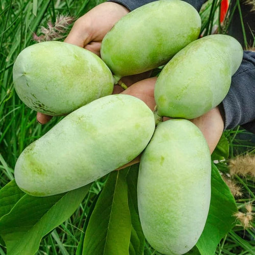06 Live Pawpaw Trees Plants, 1 Year Old Bare Root, Sweet Custard-Like Flavor Paw Paw Asimina Triloba Plant for Spring Planting, Outdoor Orchard Garden