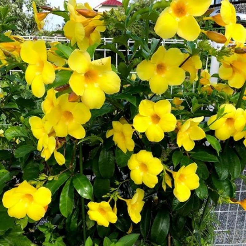 2 Yellow Mandevilla Plants Live, Flowering Vine Plants for Garden Patio, Live Mandevilla Plant Growing