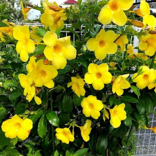 2 Yellow Mandevilla Plants Live, Flowering Vine Plants for Garden Patio, Live Mandevilla Plant Growing