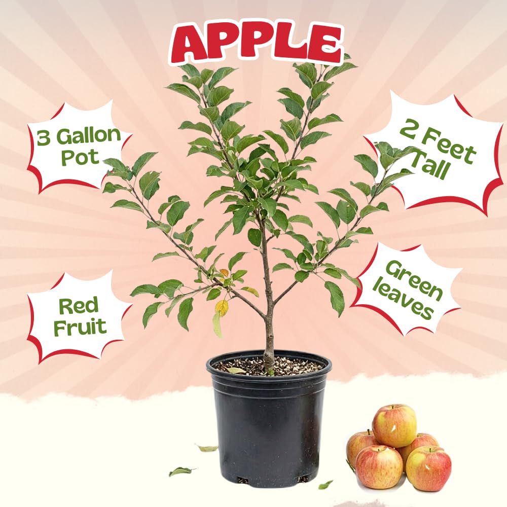 Apple Tree Live Plant, 3 Gallon Pot from 2 to 3 Feet Tall, Apple Trees Live Plants, Fruit Tree for Outdoor Gardening, No Ship to CA (Red)