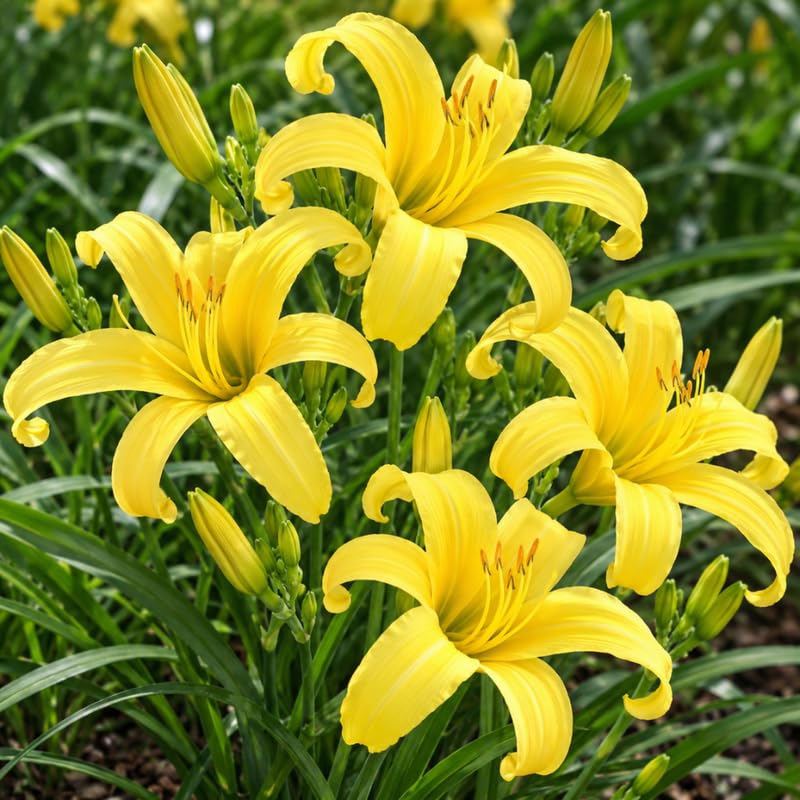 1 Daylily Plant Live Bare Root, Yellow Lily Flowers