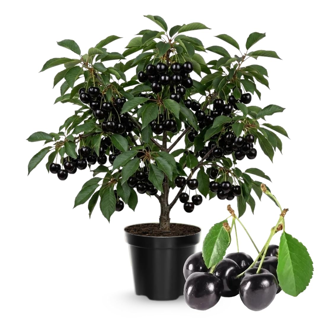 Cherry Tree Live Plant 3–4 Feet Tall in 3 Gallon Pot, Sweet Cherries Fruit Tree for Outdoor Growing, Cold Hardy Garden Tree, Ready to Plant, No CA (Black Cherry)