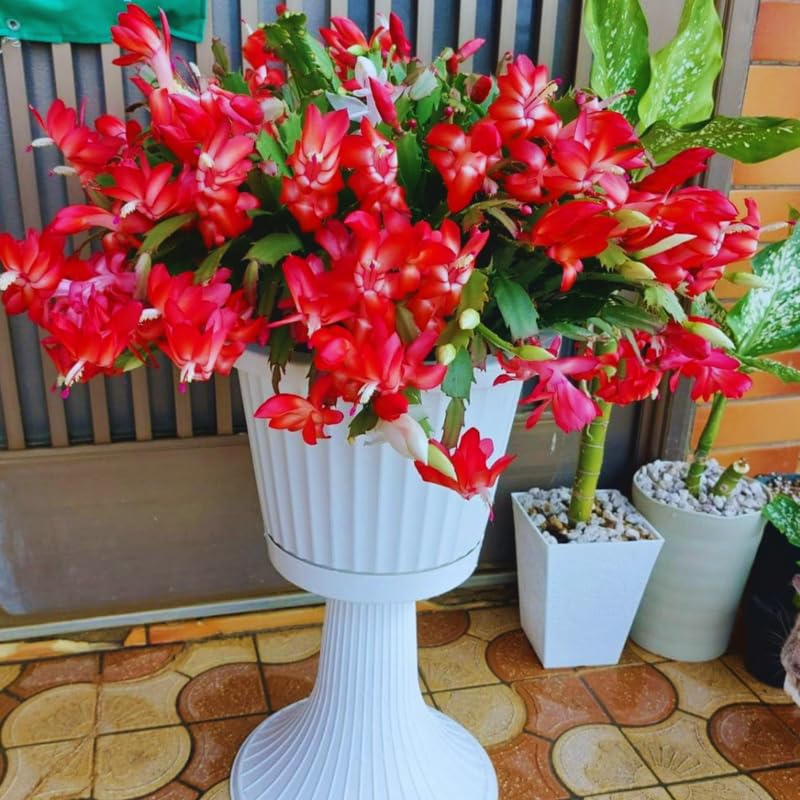 Red Christmas Cactus Plant Live Christmas Cactus, Holiday Cactus Live Plant, 4 Inc Pot