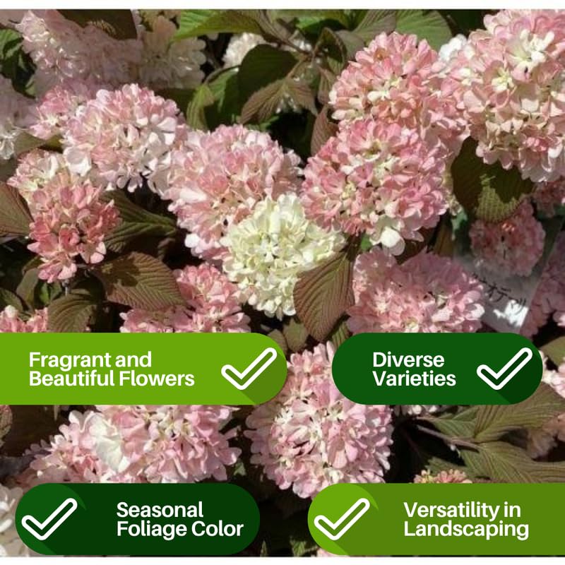 Juddi Viburnum Tree Live Plant Shrub in Pot, Fragrant Flower, Dormant in Winter, 6-12" in Tall, Bare Root to CA, Bush Shrub Spring Blooms
