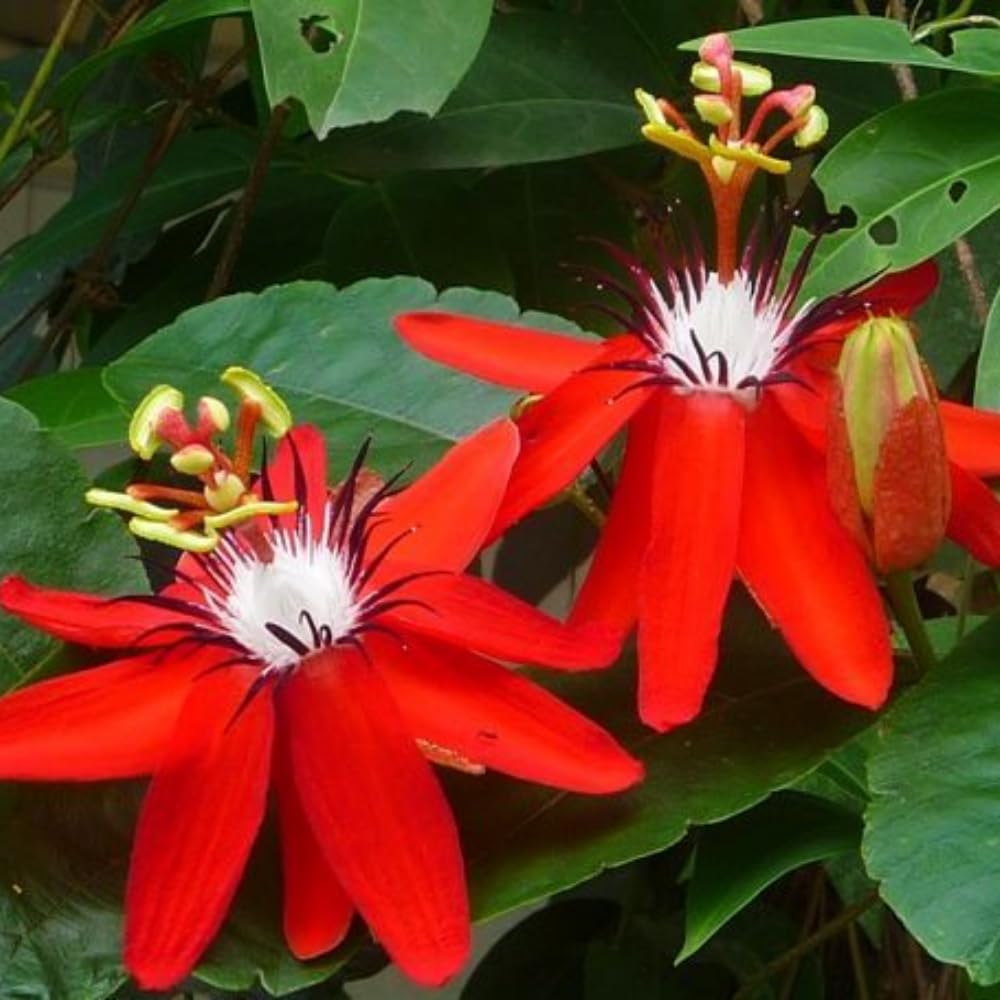 2 Red Passion Flower Plant, Passion Flower Vine Live Plant for Gardening Indoor Outdoor, 5 to 7 Inches Tall