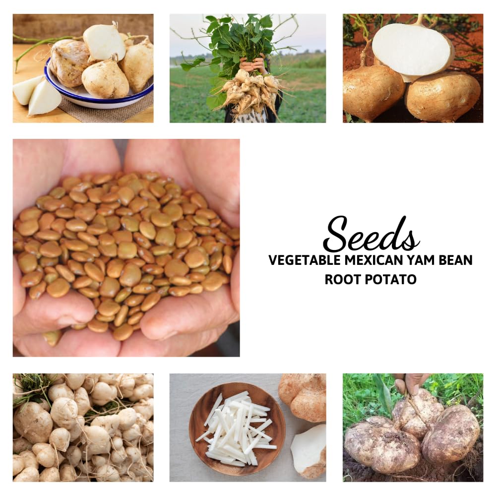 100 Jicama Seeds for Planting Outdoor, Easy Growing Mexican Yam Bean, Tasty Root Vegetable for Your Garden