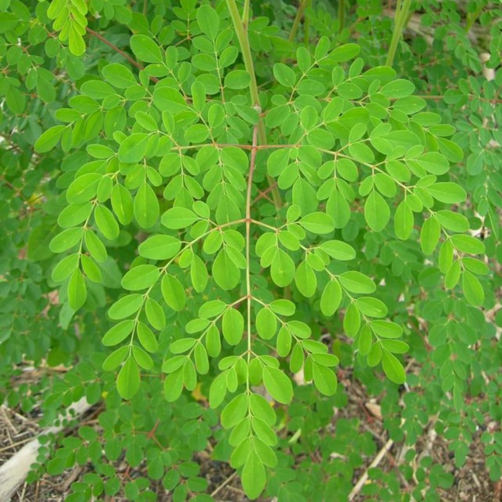 Moringa Oleifera Tree, Moringa Plant Live in 1 Gallon Pot, 1-2 Ft Tall, Well Rooted Drumstick Tree for Outdoor Growing, No Ship to CA