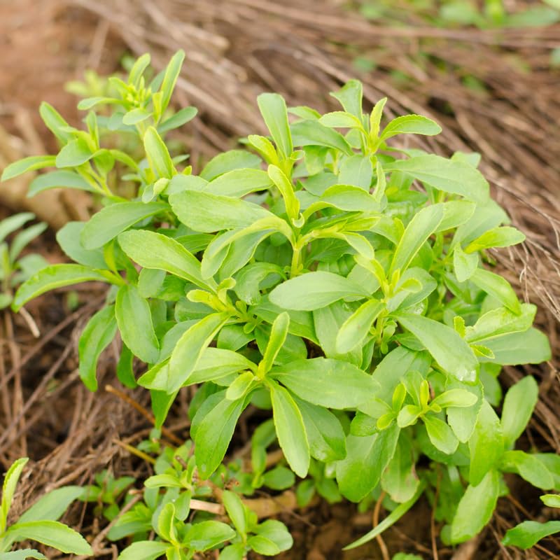 Set 2 Stevia Plants Live, Stevia Herb Live Plant No Pot, 4 to 6Inches Long, Easy to Plant Garden