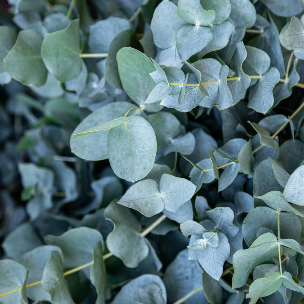 Baby Blue Eucalyptus Live Plant, Silver Eucalyptus Live Plant Indoor Outdoor, 4 to 5 Inch Tall