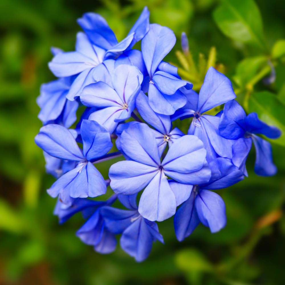 Set 4 Plumbago Plants 4–6'' Tall, Vibrant Flowering Shrubs for Garden or Containers, Well Rooted, Ready to Grow (Blue)