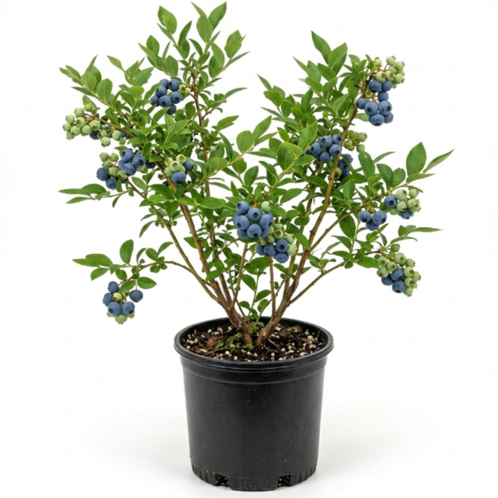 Blueberry Plant, 1-2 Ft Tall Fruit Bush in 2 Gallon Pot - Sweet Fruiting Berry Plant for Outdoor Garden, No Ship to CA