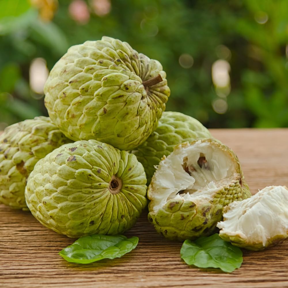Sugar Apple Tree Live Plant, Sugar Apple Plant, 2-3 Feet Tall, Fragrant Tropical Fruit for Patio and Outdoor Garden, No Ship to CA