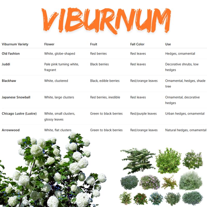 Fragrant Viburnum Tree Live Plant Shrub in Pot, Fragrant Flower, Dormant in Winter, 6-12" in Tall, Bare Root to CA, Bush Shrub Spring Blooms