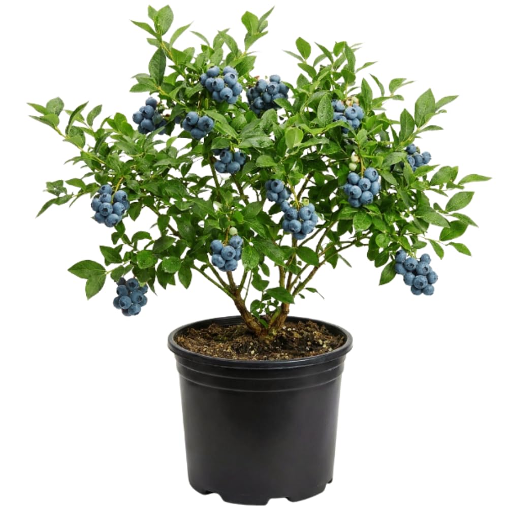 Sweet Blueberry Bush Plant, Live Berry Bush, 1-2 Ft Tall Mid Season Blueberry Plant in 2 Gallon Pot for Outdoor Gardens, No Ship to CA