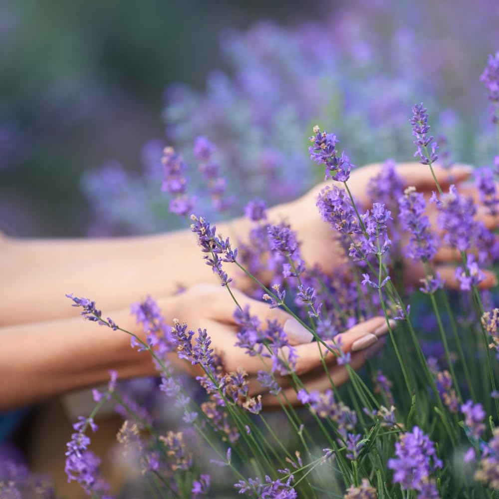 2 Lavender Plants, Live Lavender Flower Plant 2 to 4 Inch, Fragrant Shrub Indoor Outdoor Planting (Provence)