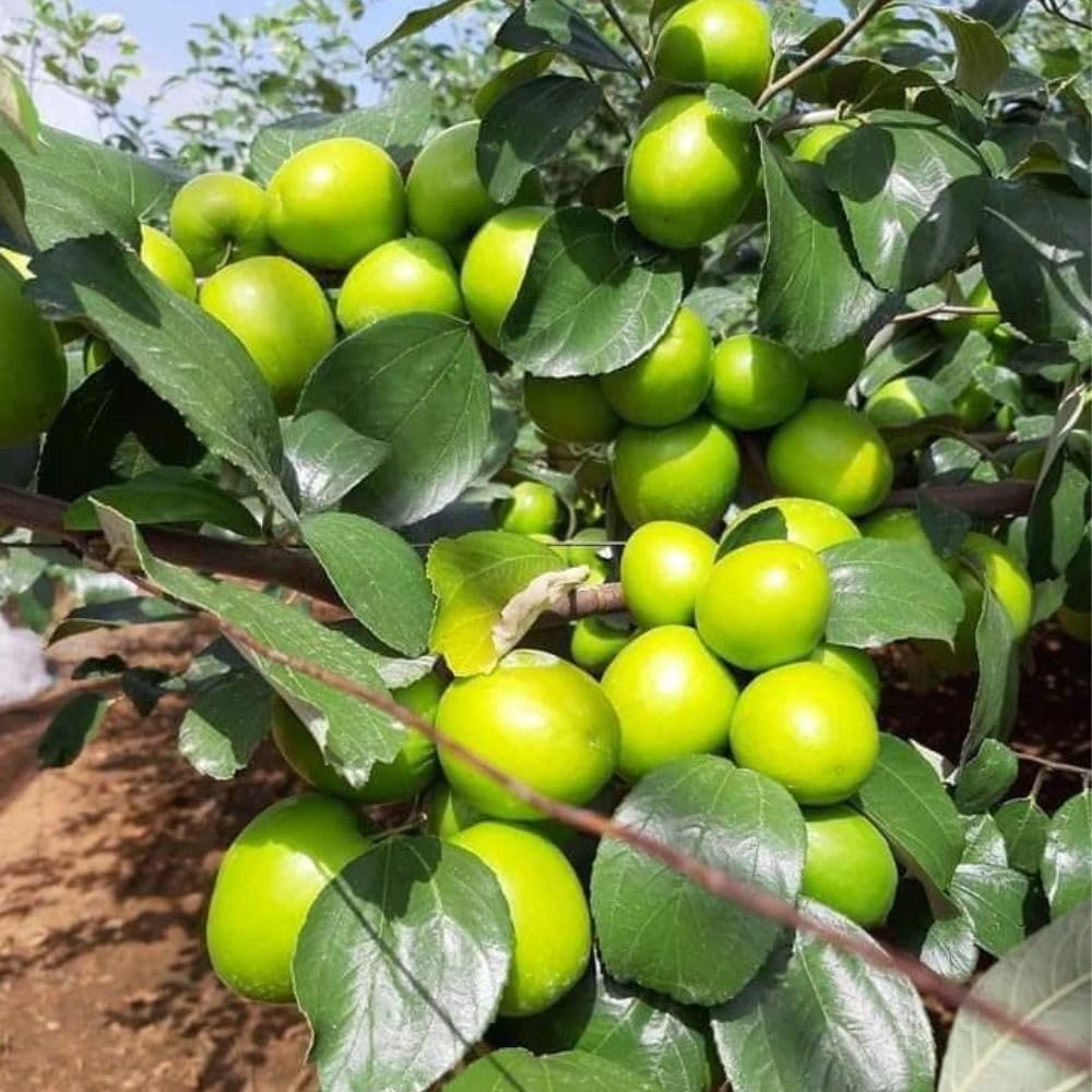 Green Jujube Tree Live Plant 1 to 2 Feet Tall, Jujube Plant 3 Gallon Pot, Green Apples Trees for Planting, No Ship to CA