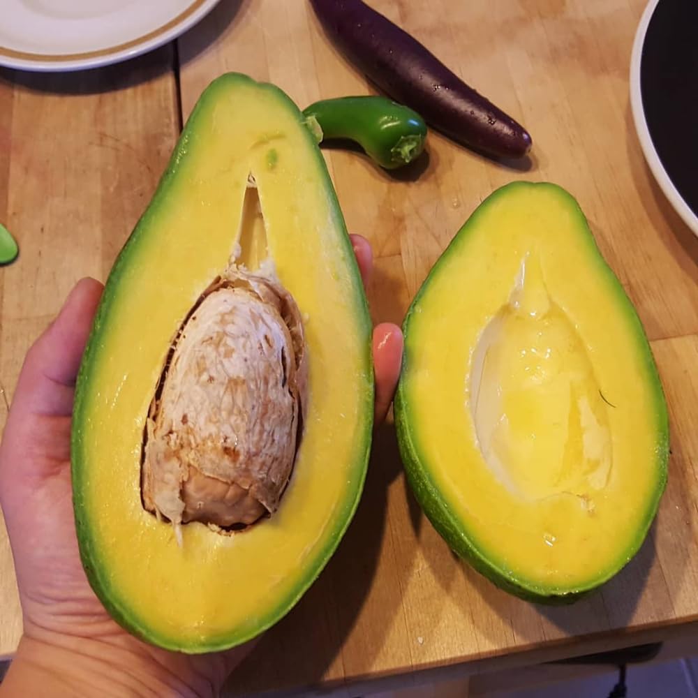 Oval Green Avocado Tree, Avocado Trees Live Plants, 2 Year Olds Avocado Tree, 3 Gallon Pot, 1-2 Feet Tall, Sweet Tropical Fruit for Planting, No Ship to CA