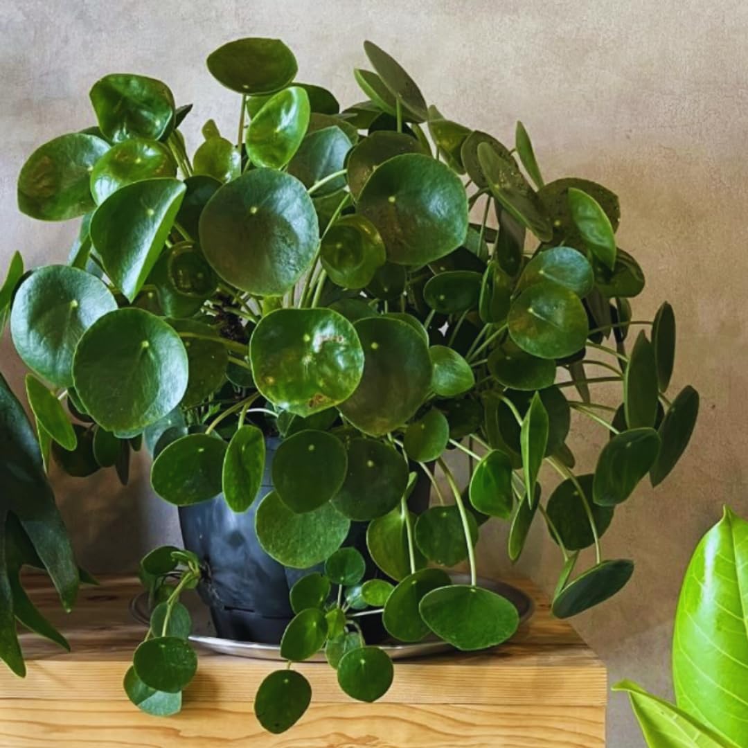 3 Money Tree Live Plants, 5 to 8 Inc in Height, Pilea Peperomia Plants Live, House Plant Live