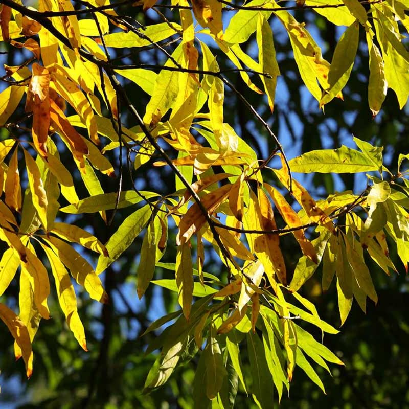 Willow Oak Tree Plant in Quart Pot, 6-12 Inch Tall Shade Tree Live Oak Plants Potted Seedling for Planting Outdoor Garden, Dormant in Winter