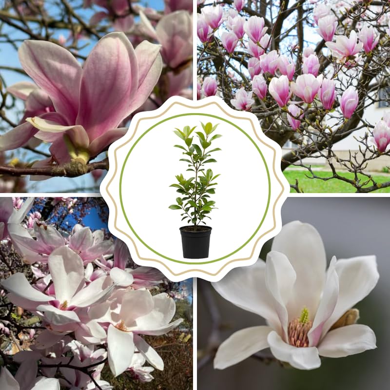 Saucer Magnolia Tree Live Plant in 4-8 Inches, Fragrant Spring Blooms, Hardy Perennial Magnolia Flowers Potted Ready to Grow, Winter Dormant