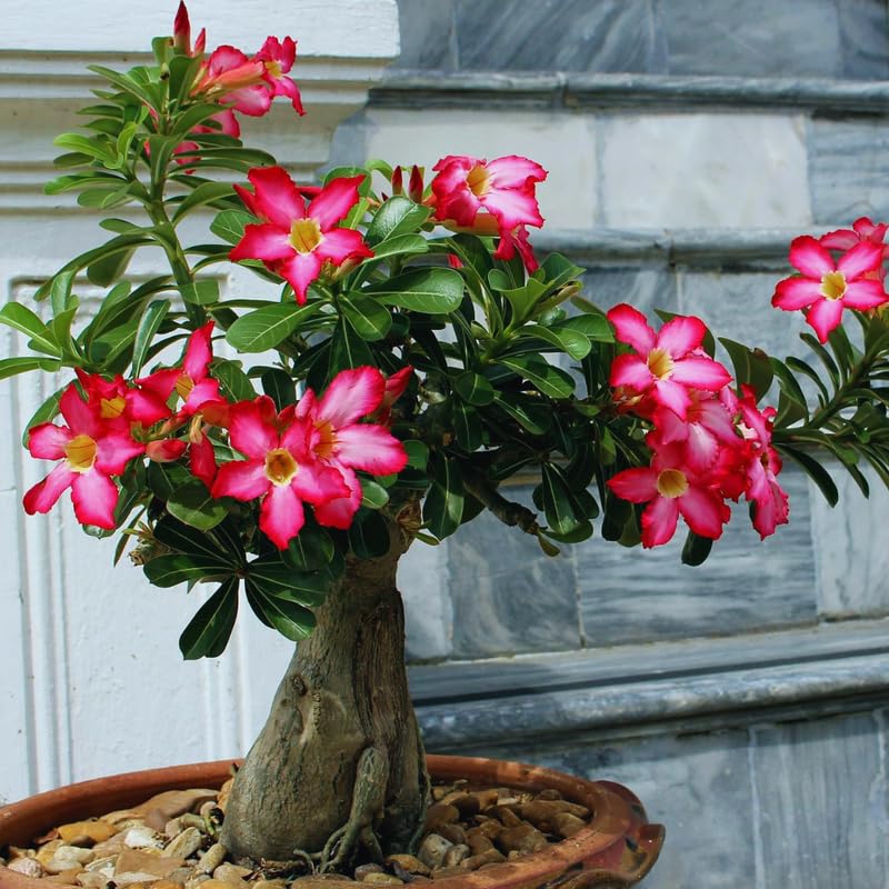 Pink Desert Rose Plant Live, Adenium Desert Rose Plant Live, 4 to 7 Inches Tall, Flowering Succulent Plant