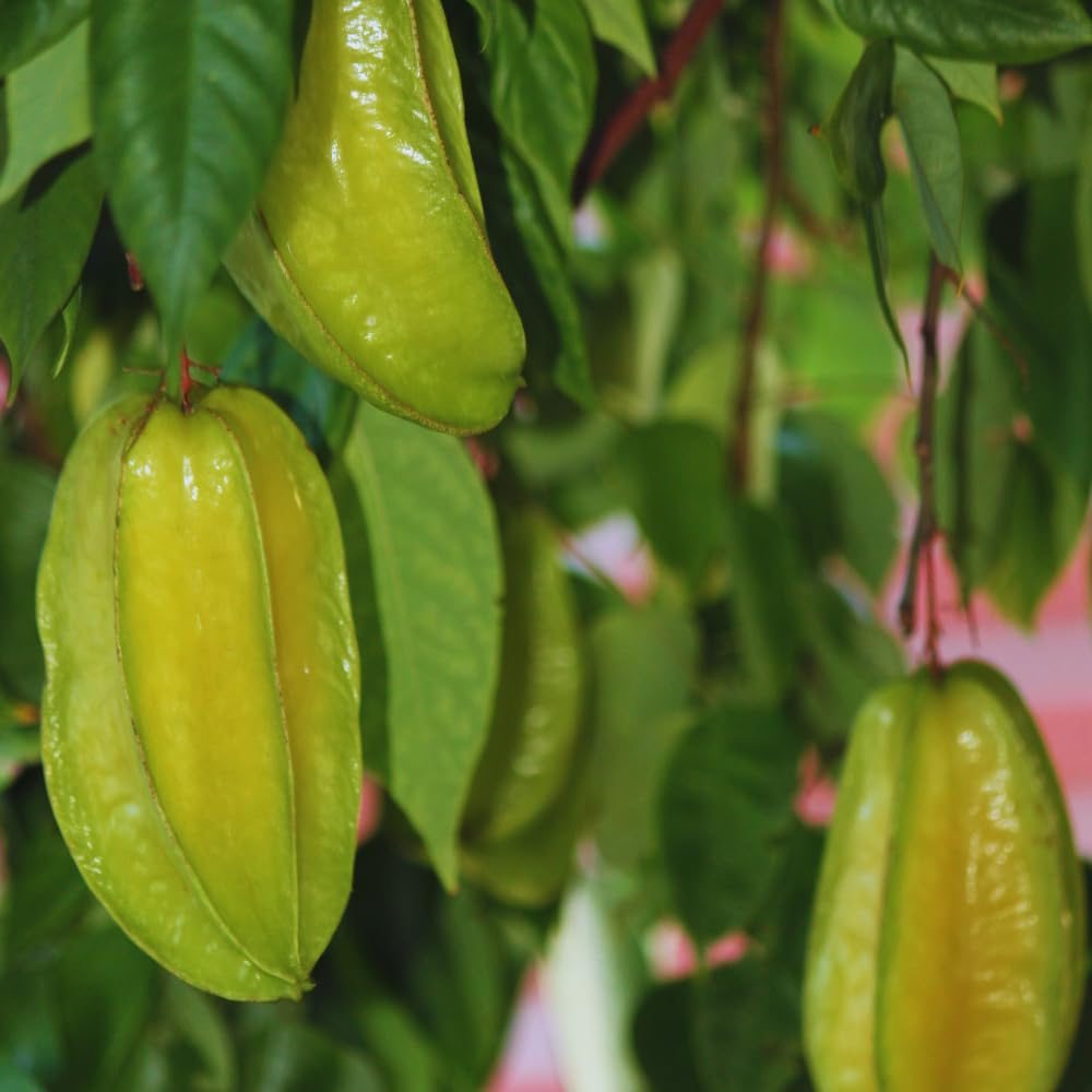 Carambola Tree Plant, Star Fruit Tree, Carambola Fruit Tree, Starfruit Plant, 2 to 3 Feet in Tall, 3 Gallon Pot