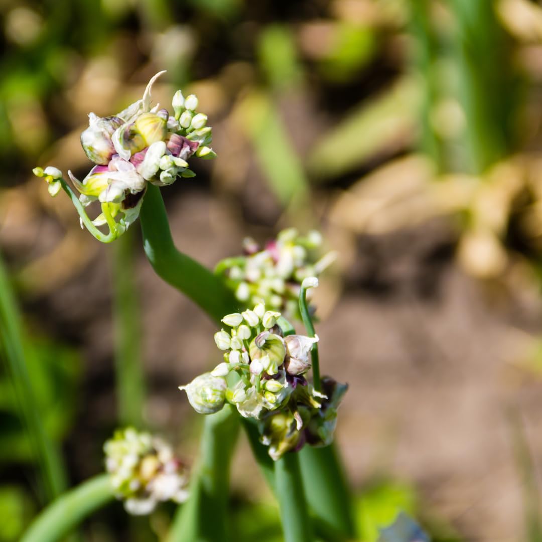 5 Walking Onion Live Plants, 2 Year Old Perennial Garden Vegetable