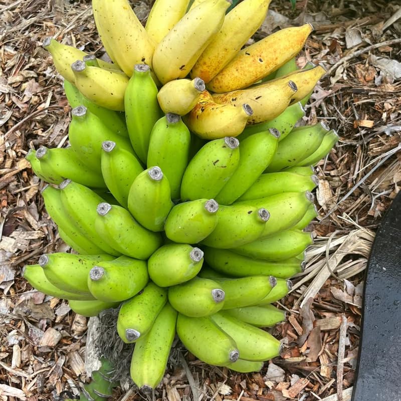 Rare Banana Plant Live for Planting, Banana Trees Live Plants for Outdoor Indoor Planting, Cold Hardy, 4-7" in Tall, No Pot, Musa Plant
