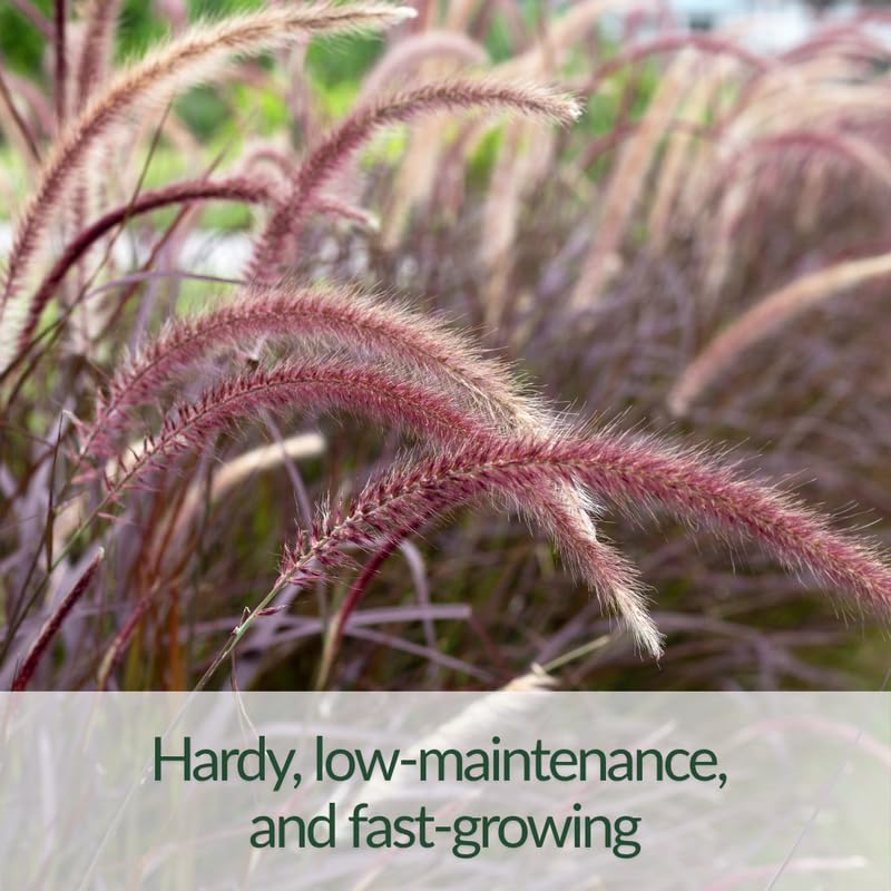 YOKEBOM 2 Mixed Fountain Grass Plants Live for Planting, Ornamental Grass for Landscaping, Hardy Grasses Clupms 4-7 Inch Tall Well Rooted