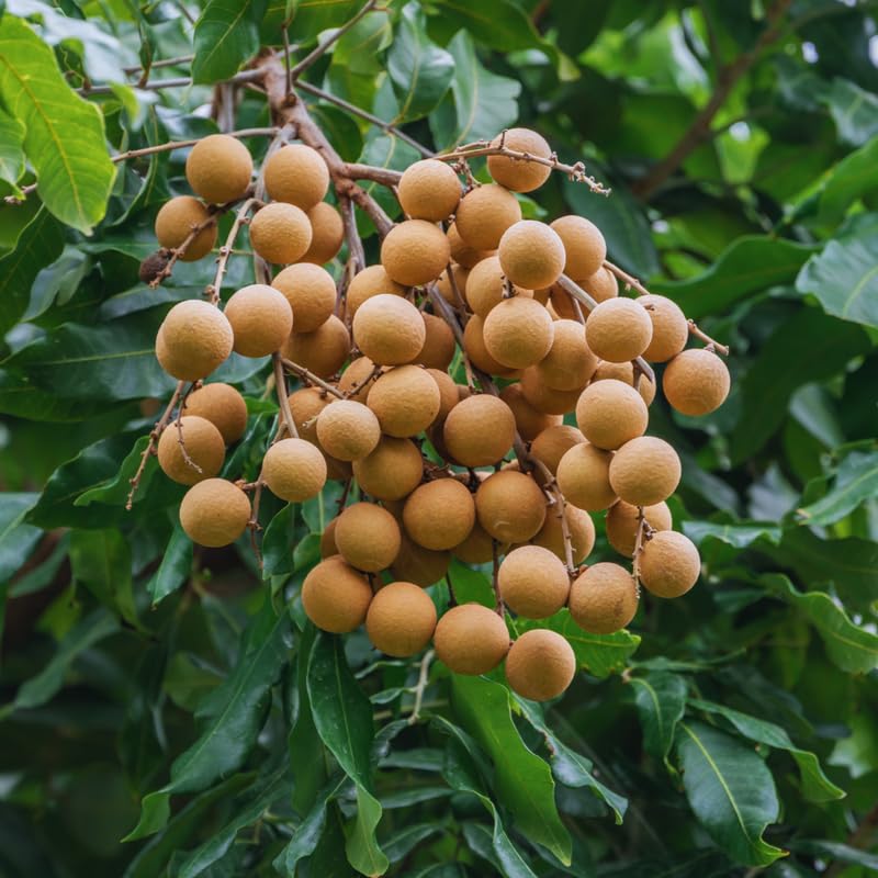 Longan Seeds for Planting Indoor, Sweet Fruit Longan Seeds, 60 Seeds