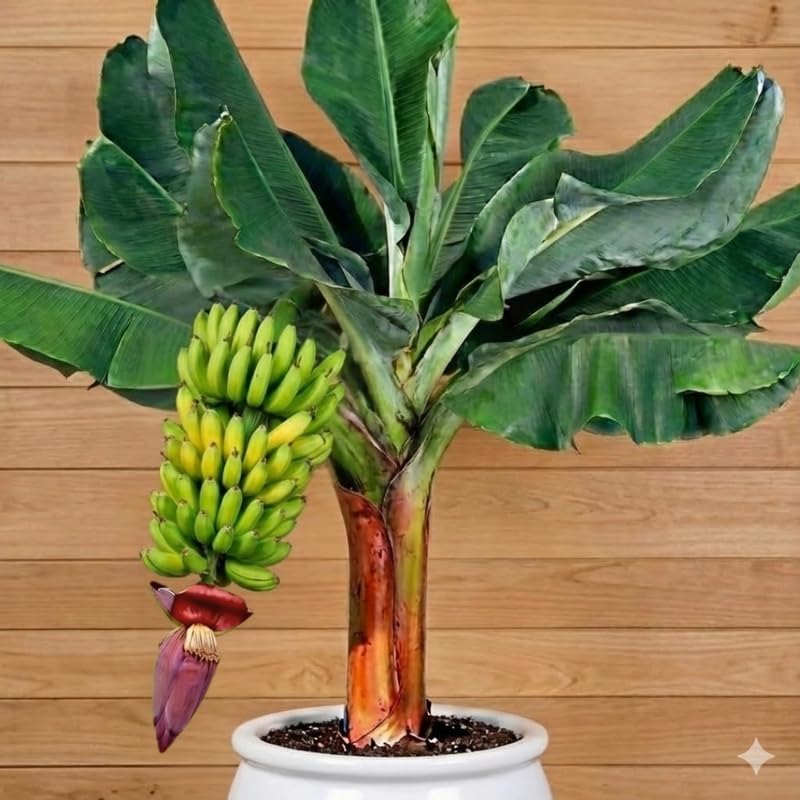 Random Banana Plant Live for Planting, Banana Trees Live Plants for Outdoor Indoor Planting, Cold Hardy, 4-7" in Tall, No Pot, Musa Plant