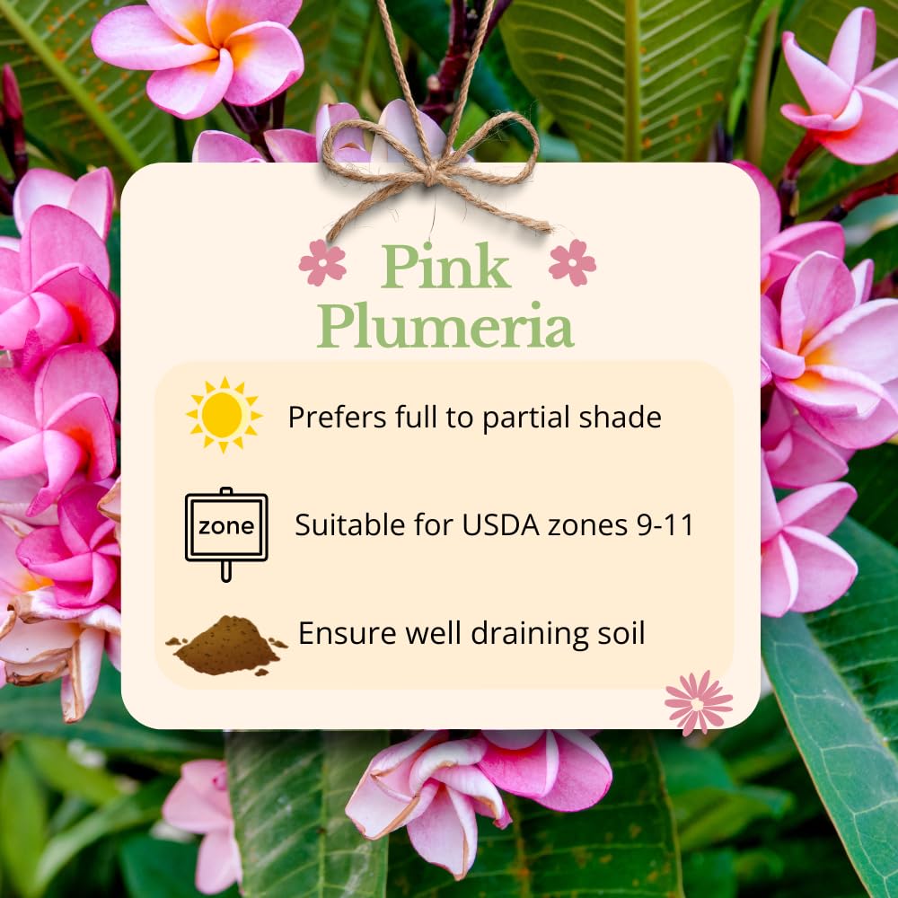 Set 2 Pink Plumeria Plant Cutting Flowers, Rare Plumeria from 10 to 12 Inches Unrooted Cutting, Fragrant Tropical Flowers for Landscaping