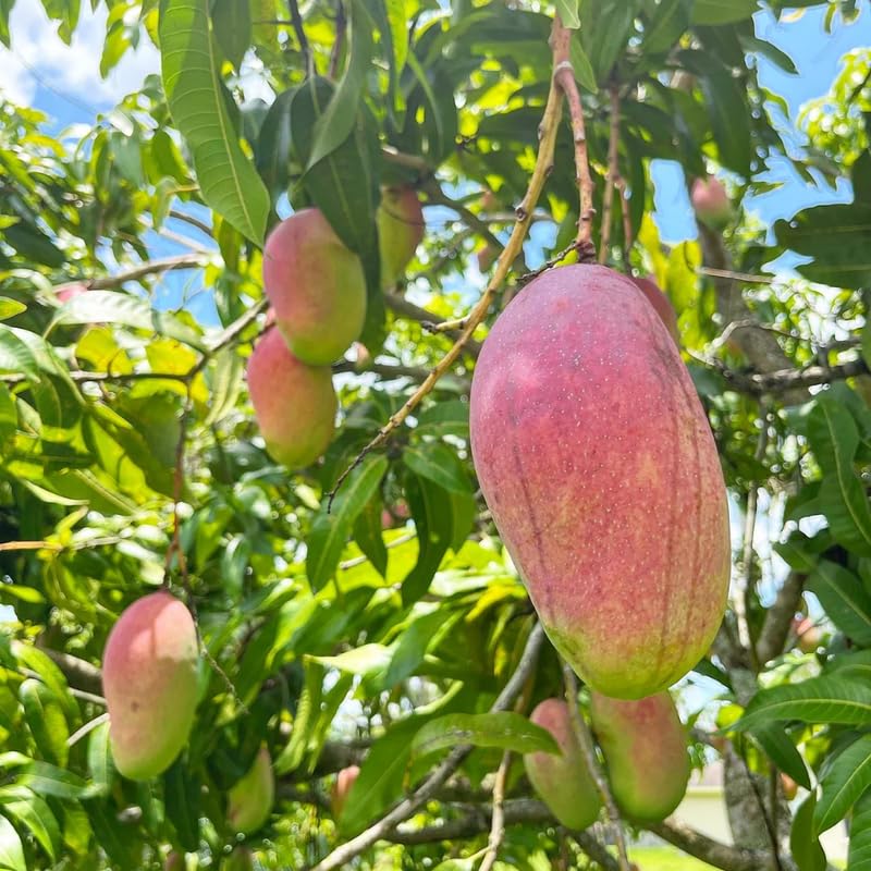 Sweet Large Mango Tree Live Plant, Fully Rooted in 3 Gallon Pot, Tropical Mango Fruit Tree for Indoor or Outdoor Growing