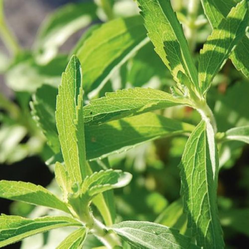 2 Sweet Stevia Plants Live Well Rooted, Stevia Herb Plants in Plug, Starter Plants 4-6" Height