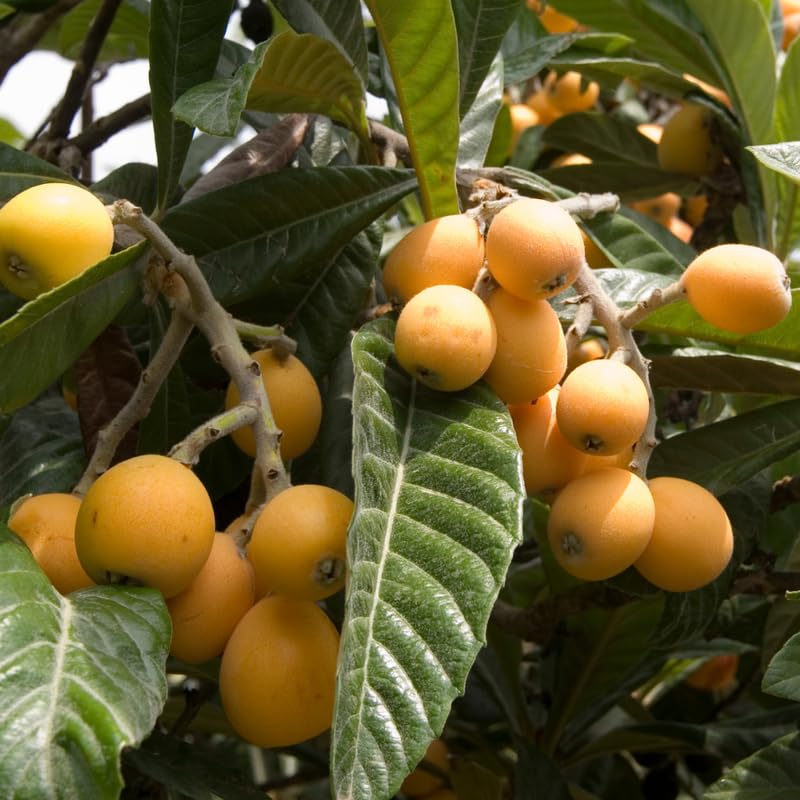Loquat Trees Live Plants, Golden Loquat Seedling in 3 Gallon Pot, Sweet and Cold Hardy Tree for Backyard Orchard, No Ship to CA