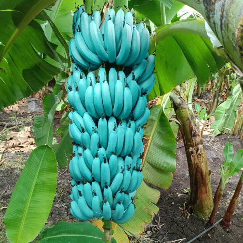 Ice Cream Banana Plant Live for Planting, Banana Trees Live Plants for Outdoor Indoor Planting, Cold Hardy, 4-7" in Tall, No Pot, Musa Plant