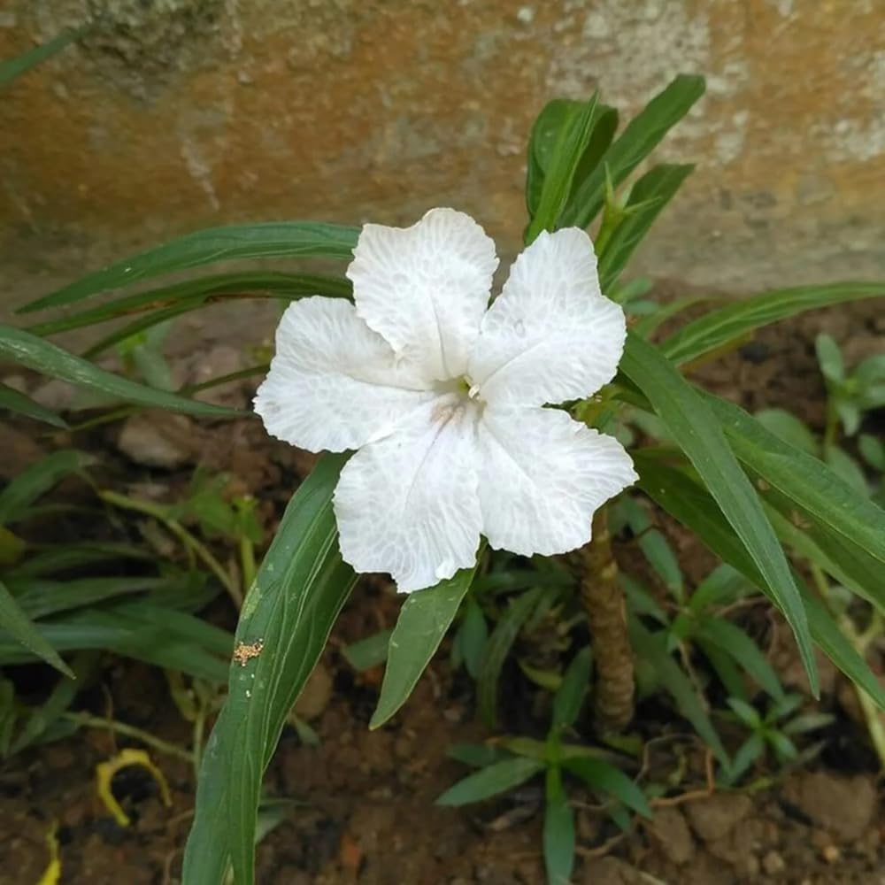 6 Mexican Petunia Live Plants, Vibrant, Low-Maintenance Perennial Flowers, 4-7 Inches, Garden or Containers Growing (Dwarf White)