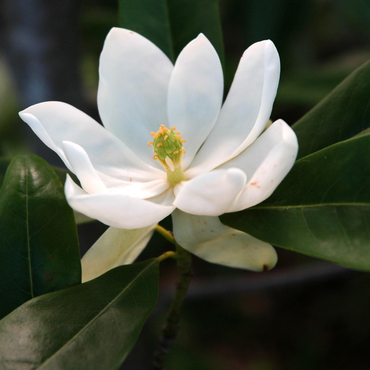 Sweetbay Magnolia Tree, 2-3Ft Magnolia Trees Live Plants, Gallon Pot, Fragrant White Flowers, Dormant in Winter