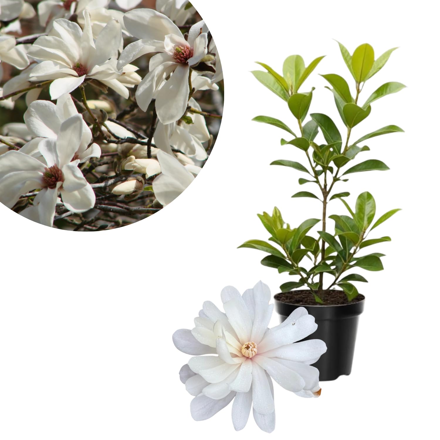 Star Magnolia Tree Live Plant in 4-8 Inches, Fragrant Spring Blooms, Hardy Perennial Magnolia Flowers Potted Ready to Grow, Winter Dormant