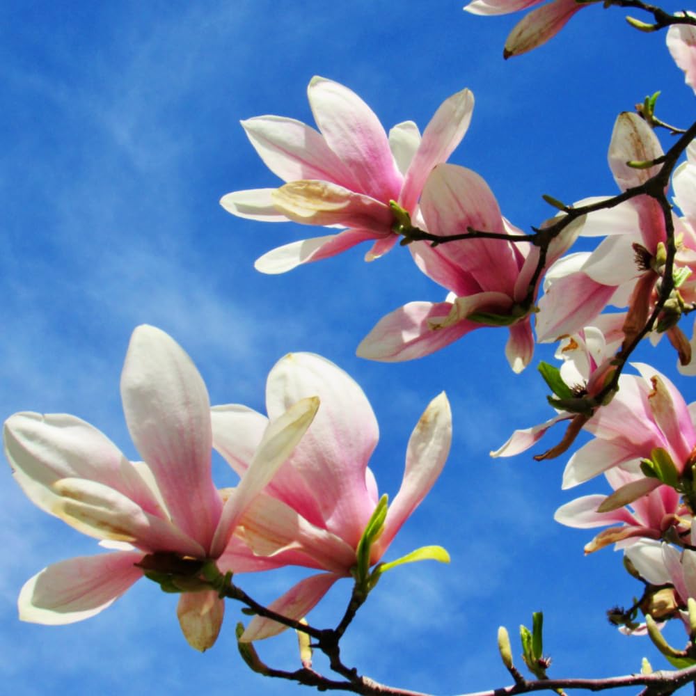 1 Year Old Saucer Magnolia Tree in 2.5" Pot, Fragrant Pink White Flowers, Dormant in Winter, 6-12 Inch Magnolia Trees Live Plants, No Leaf