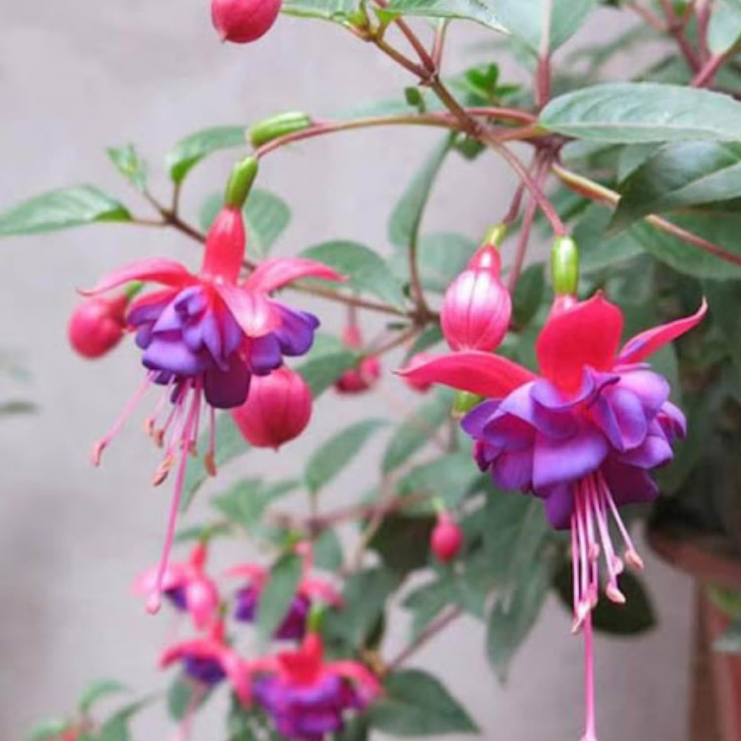 3 Fuchsia Live Plants, Fuchsia Plants Live from 3 to 5 Inches Tall, Purple Flower Plant Outdoor