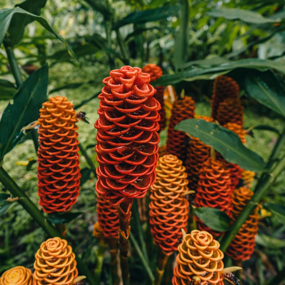 Shampoo Ginger Plant Live for Planting, Zingiber Zerumbet 4-6 Inches, Red Pinecone Hawaiian Ginger for Outdoor Garden