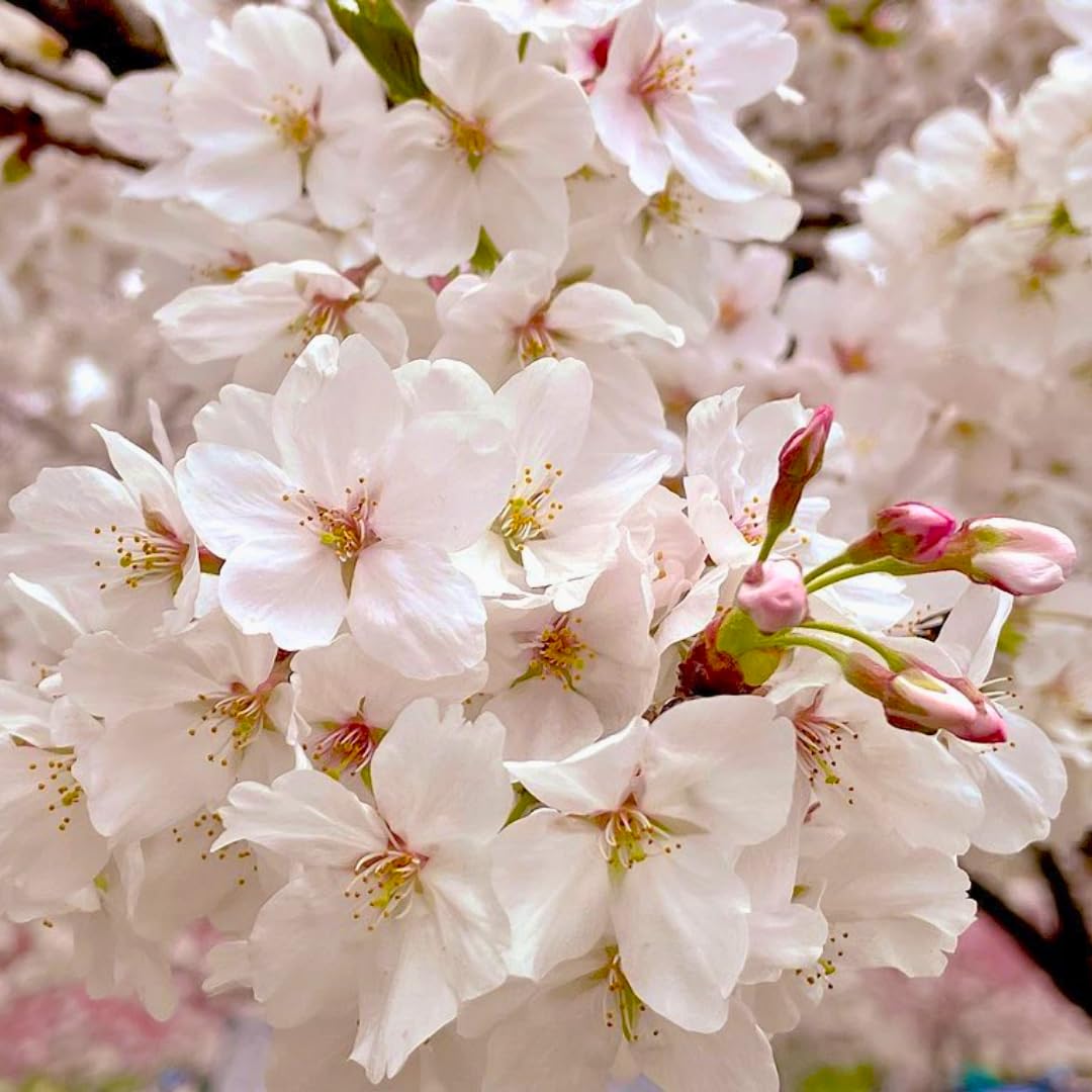 Yoshino Cherry Blossom Tree Live Plant 2-3 Ft, Flowering Cherry Blossom Tree for Outdoor Garden, 3 Gallon Pot, Ornamental Spring Planting, Fast Growing, No Ship to CA