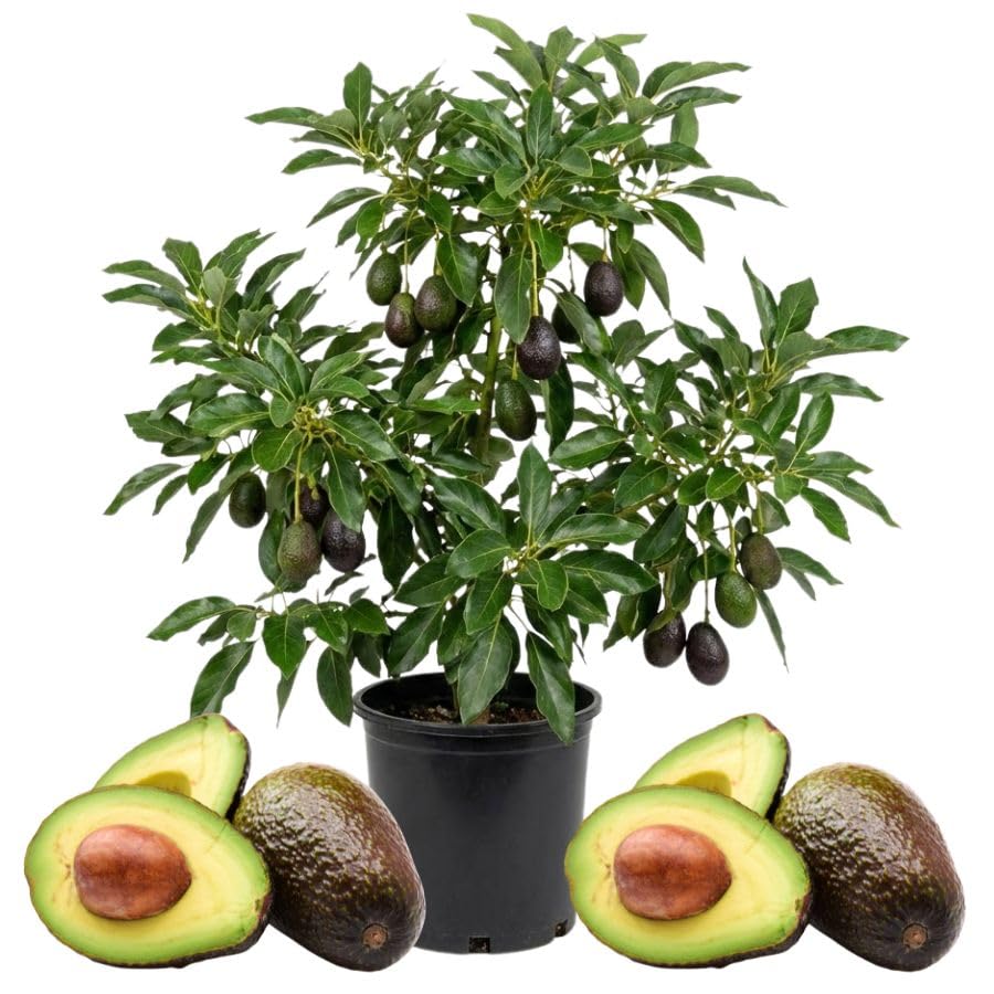 1.5-2.5 Feet Green Avocado Live Plant, Avocado Fruit Tree for Outdoor Planting, Perennial Plant