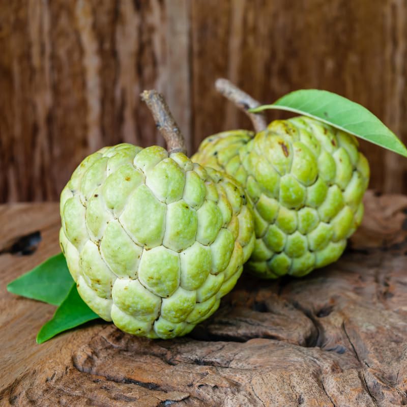Green Sugar Apple Tree Live Plant, 2-3 Ft Tall in 1 Gallon Pot - Tropical Annona Fruit Tree for Outdoor Garden and Patio, No Ship to CA