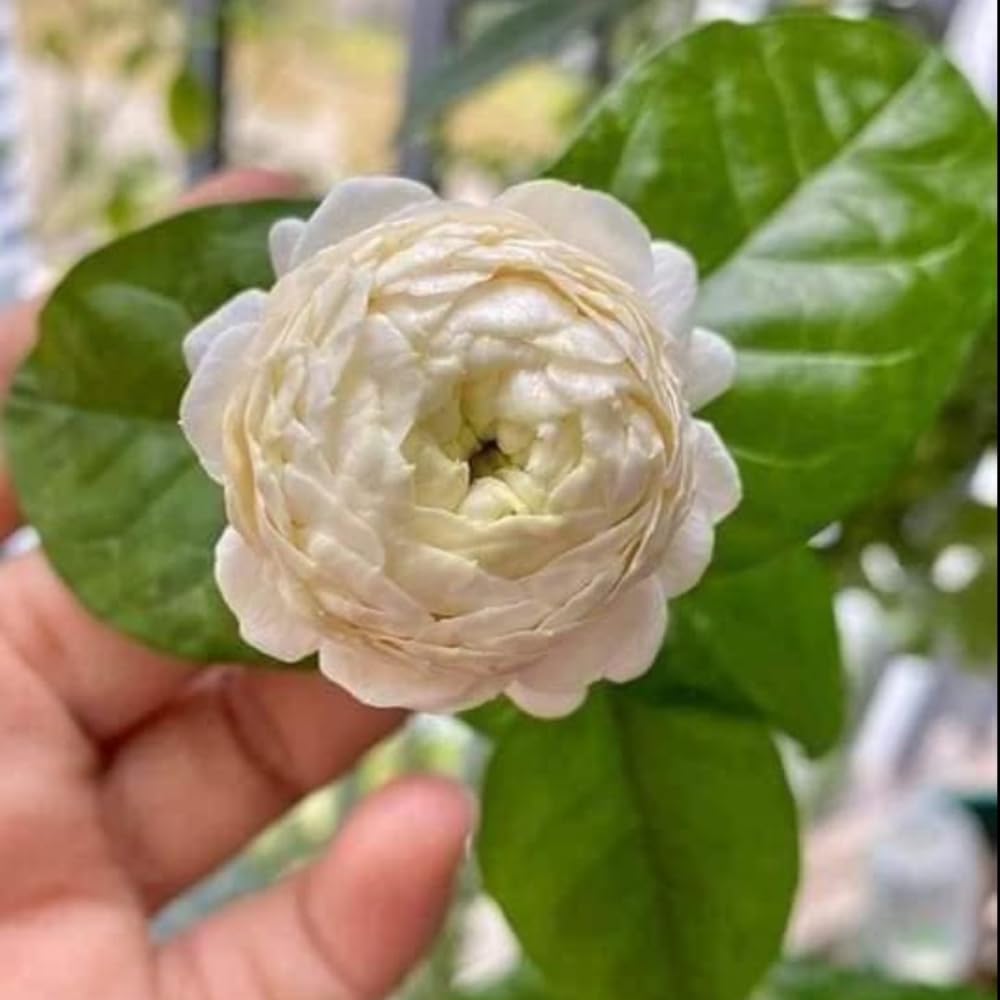 Jasmine Plant Live, Grand Duke Jasmine Live Plant, 3 Gallon Pot, 2-3 Feet Tall, Fragrant Flower Bush Gardening Outdoor
