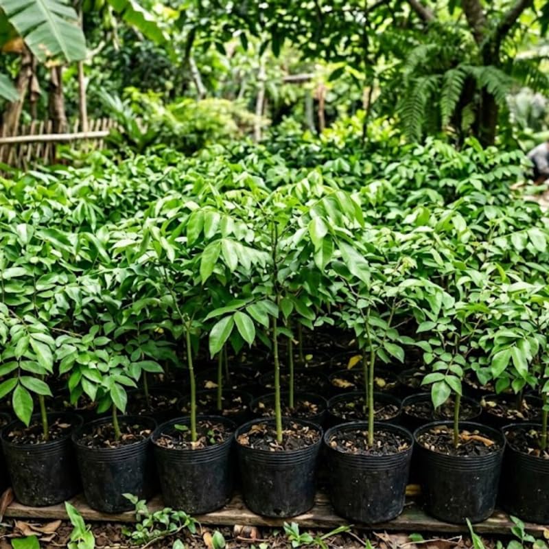 Grafted Carambola Tree Live Plant, Sweet Starfuit Plant from 2 to 3 Feet Height, Star Fruit for Outdoor Growing, 3 Gallon Pot, No Ship to CA