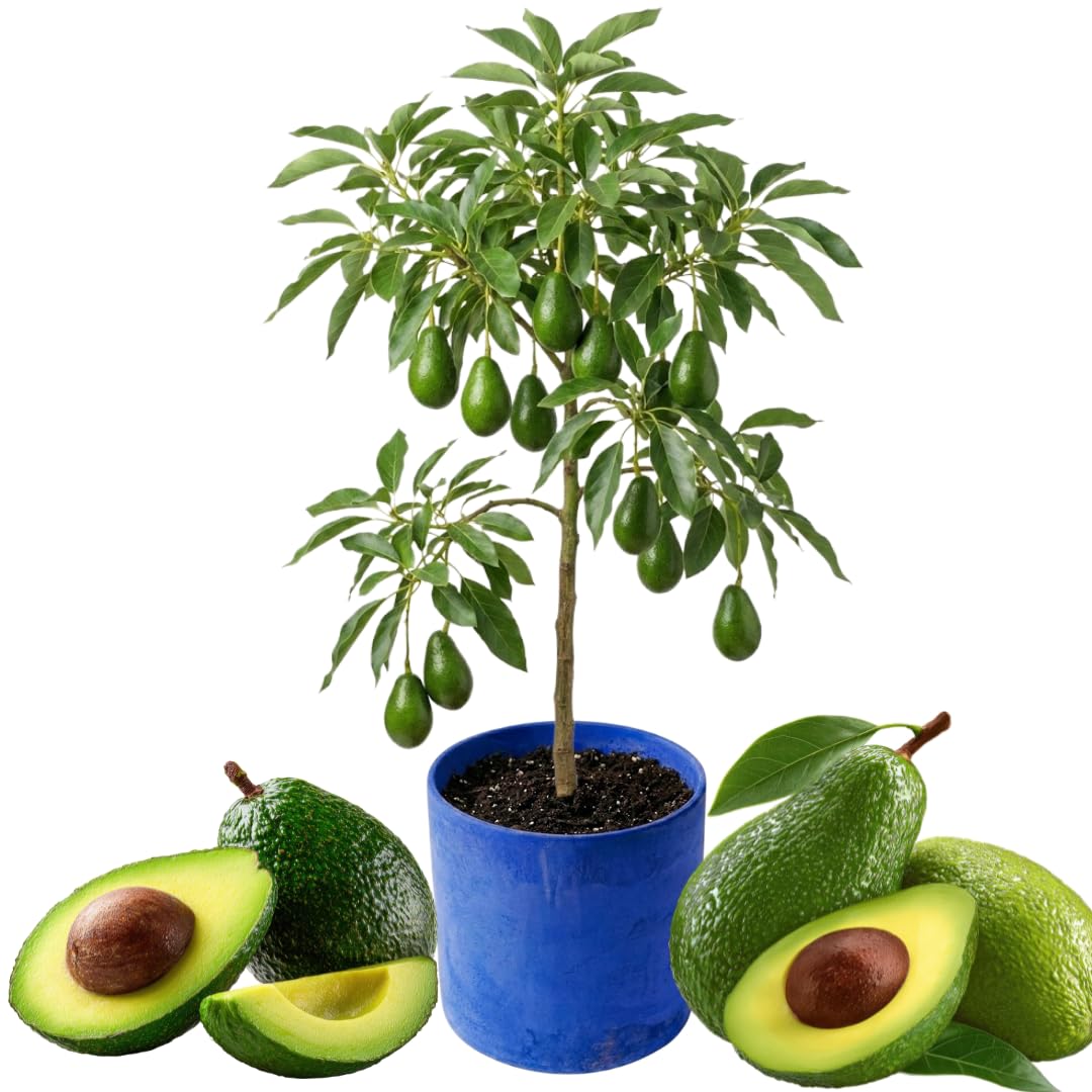 3 Gallon Big Avocado Tree Live Plant, 1-2 Ft Well Rooted, Ready to Bear Fruit, 2 Years Old Live Avocado Tree Plant Grafted (Smooth)
