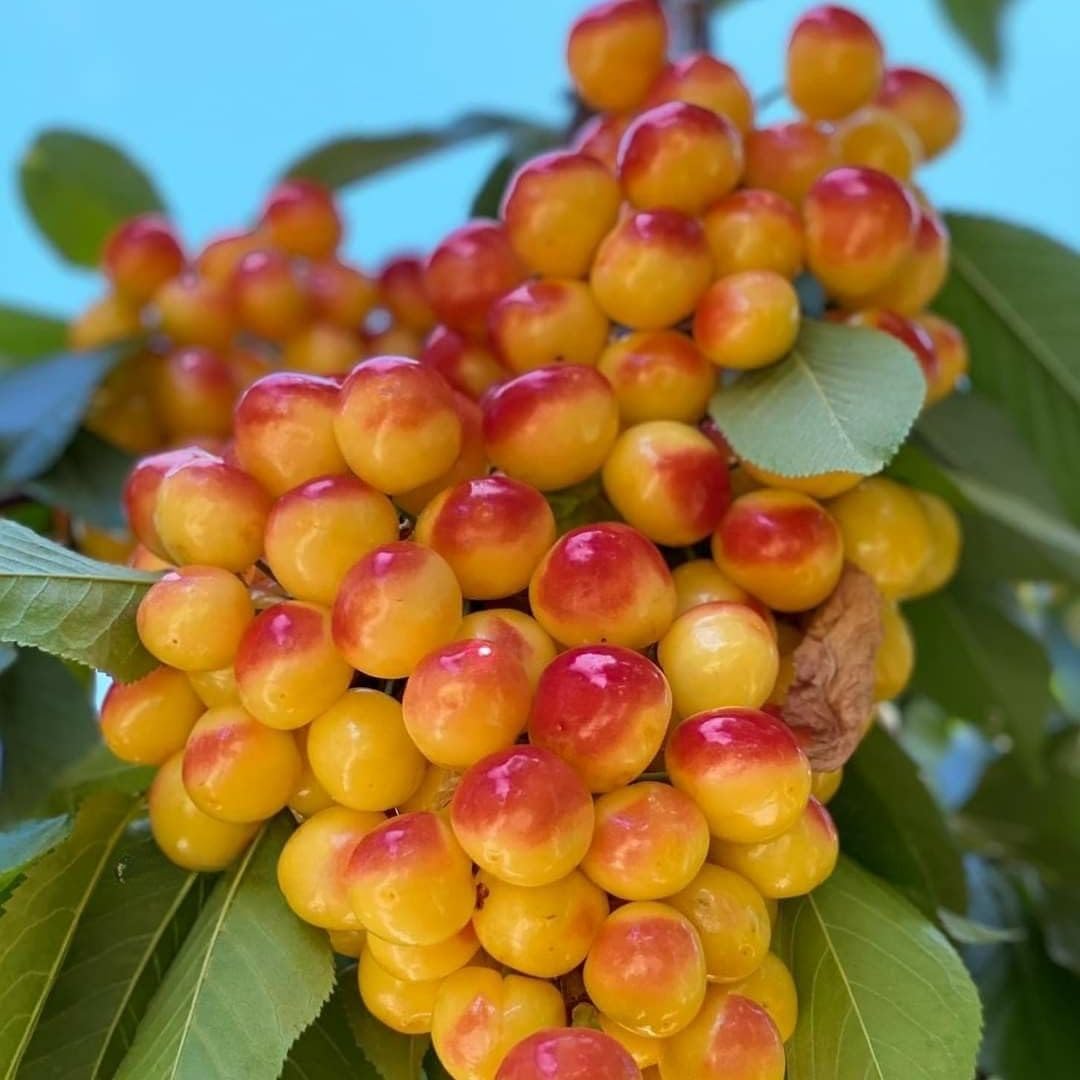 Rainier Cherry Trees Live Plants 3-4 Feet Tall, Sweet Cherry Fruit Plants Live 3 Gallon Pot, Hardy Fruit Trees for Planting in Garden, No Ship to CA